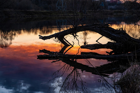 超过裸河树干枯的燥在日落天空的橙色反射面向水镜子表倾斜背景图片