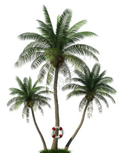椰子白色的三棵棕榈树和白发上隔离的浮标常绿图片