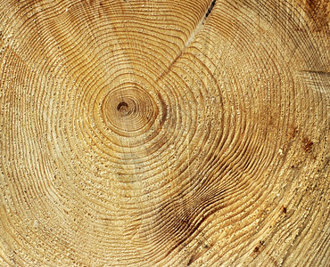 树立木的年增长环周期模式年度的自然木材图片