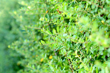 叶子绿色对冲树头背景绿色对冲植物背景栅栏花园图片