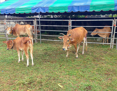 几头牛在围场吃草农业乡村的户外图片
