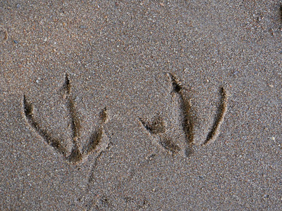 鸭脚足迹原沙上印鸟类学质地脚步图片