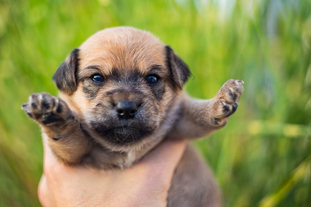 可爱的新生儿小狗手握着可爱的新生儿小狗无助甜的年轻图片