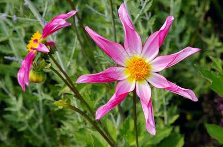 花艺粉色的植物群花朵丰盛的高达利亚植物品种多玛丽施努格图片