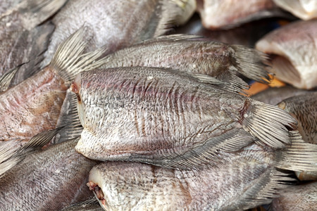 生的蛇皮盐渍古拉米鱼背景萨利德图片