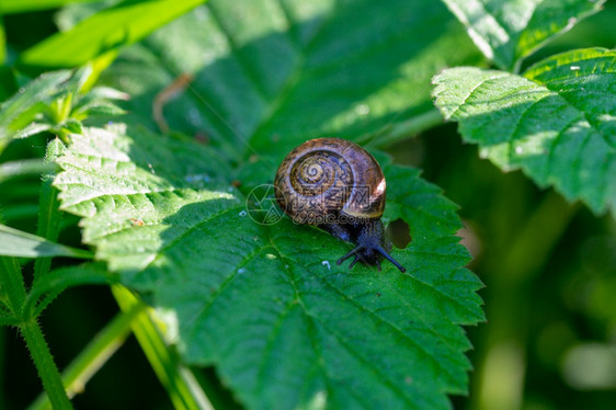 食物小棕色蜗牛在叶子上软体动物地位图片