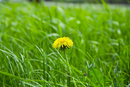 绿色草和花朵的夏季照片自然叶子郁葱图片