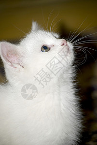 年轻的猫科动物小白抬头看毛皮图片