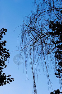 剪影蓝色的夜天空背景上的干柳木和其他树枝的休丽月光和树枝干燥图片