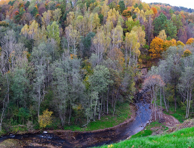木头一种景观秋林彩色叶子的秋天林落图片