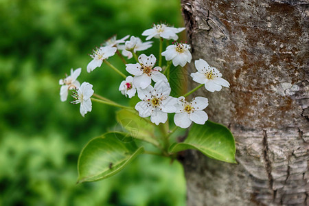 春天花园里有梨树植物白色的季节背景图片