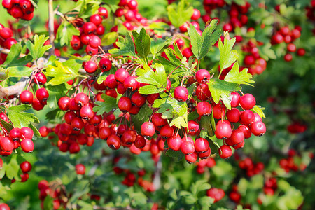 新鲜的绿色山楂秋天花园的红胡须浆果图片