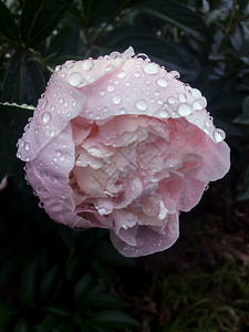 雨后花园粉色牡丹叶子瓣植物高清图片