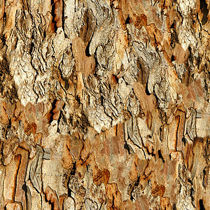 瓷砖质地树木栏16纸图片