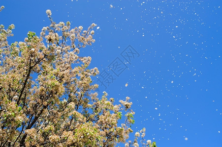 天空有风白色的在中吹动花朵春下午吹出花瓣从朵上吹出在一棵高的花树上图片
