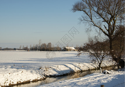 景观树木在冬天下雪牧场在背景上图片