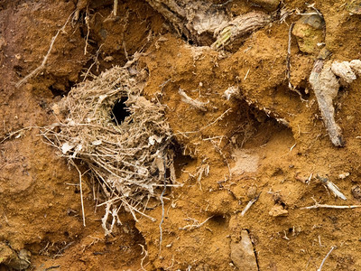 真实的穴居人自然秋树根间土壤中的质一个圆形地球状的龙岩块鸟巢图片