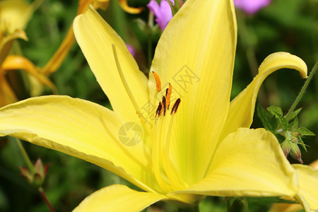 植物群黄色的春天时在花园里关闭黄色百合花自然图片