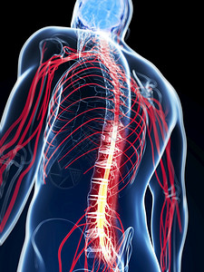 脊髓的3d渲染插图发炎痛苦解剖学图片