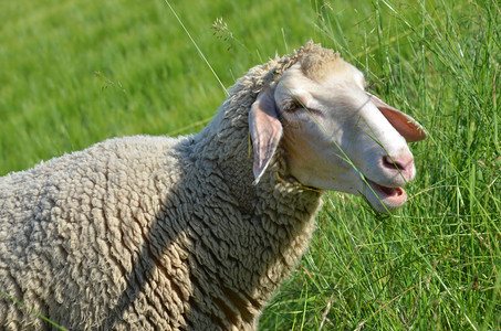 吃草的绵羊们图片