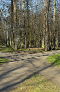 森林中路口的一条交叉上右或左直小路树木自然图片