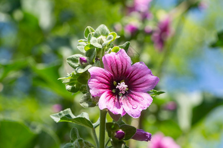 美丽的芙蓉花图片