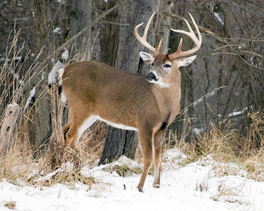 白尾鹿公站在雪地上一种森林打猎图片