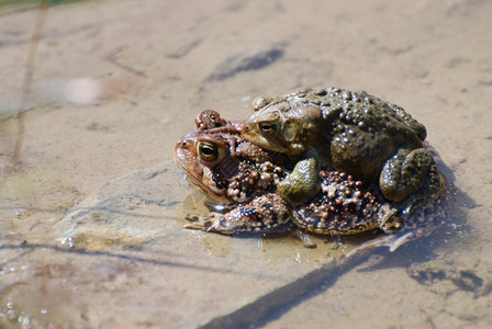 浅水中生长青蛙的对称耦合摄影池塘图片