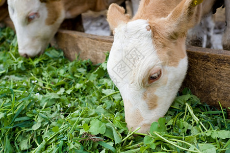 食用绿草饲料的幼崽小牛兽动物图片