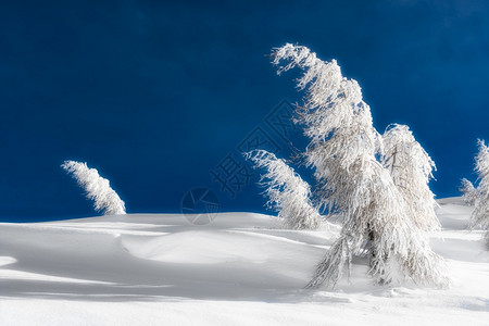 被雪覆盖的孤立树木圣诞节冬天下雪的图片