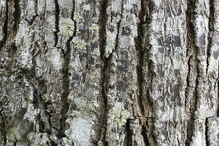木材自然老化旧棕色木树纹理背景图案树皮纹理图片