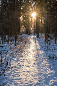 雪地森林从树木中透过的阳光图片