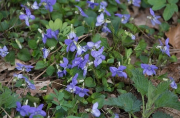 盛开自然瑞典五月花坛上的紫罗兰园图片