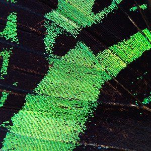 美丽绿蝴蝶翼自然形态图案背景绿色热带图片