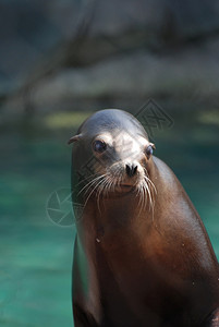 动物荒野水边的海狮真可爱很鳍足类图片