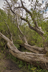 森林里的旧枯树枝和绿植物在森林中的春树枝长出绿老的棕色死图片