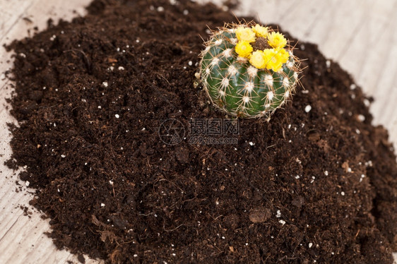 荆棘锅植物学在新鲜的土壤里种一个外来的小仙人掌植物图片