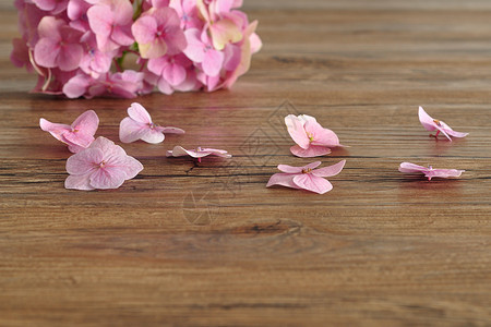 大叶子一个粉红色的Hydranga被木制背景隔离的背景图片