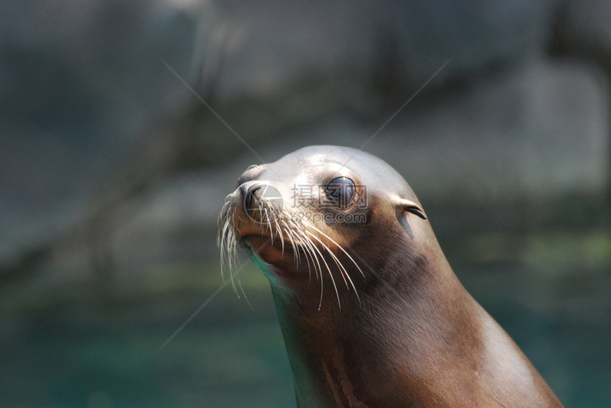 野生动物可爱海狮的面容动物加利福尼亚图片