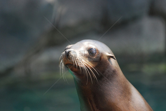 野生动物可爱海狮的面容动物加利福尼亚图片