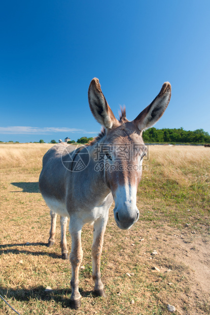法兰西岛伊莱德里长发的著名驴子阳光有趣的普伊图图片