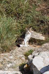 宠物猫科动毛皮塔比猫坐在花园的石头上图片