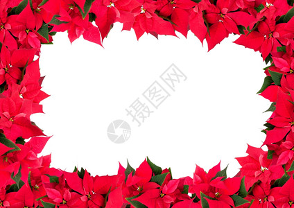 白色的空十二月圣诞花框白色背景上的一品红Euphorbiapulcherrima图片