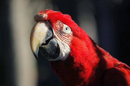 动物园中美丽的金刚鹦鹉照片禽类鸟翅膀图片