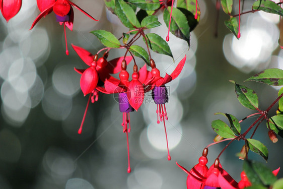 开花绿色自然盛的花朵红色和紫fuchsia玛贝拉尼卡花朵图片