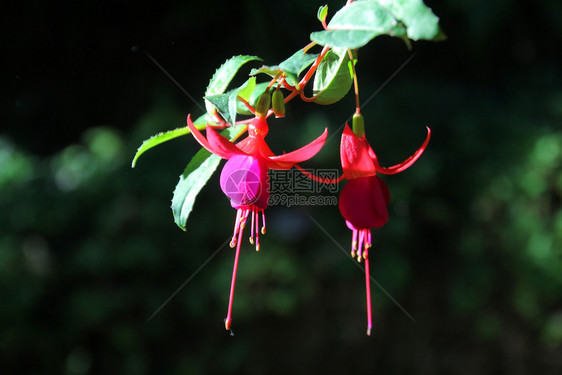 开花植物盛的朵红色和紫fuchsia玛贝拉尼卡花朵植物群图片