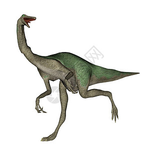 形象的Gallimimimus恐龙在白色背景下行走三维转化爬虫鸡图片