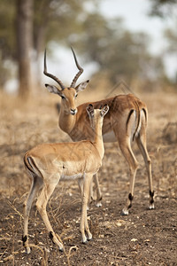 景观步行在非洲丛林中走的野瞪羚草食动物图片