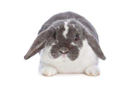 灰白色的兔子图片