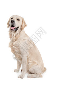 寻回犬白色背景面前的金寻器哺乳动物犬类图片
